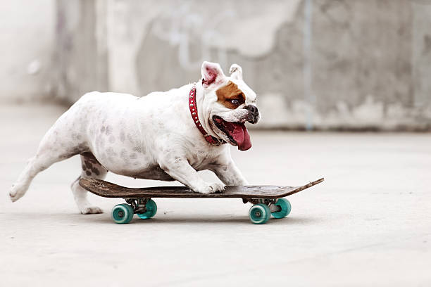 Dog skateboarding stock photo