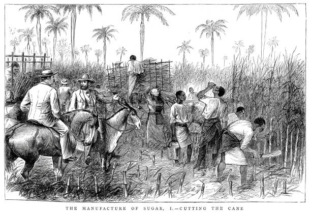 Cutting the Sugar Cane Vintage engraving of cane being cut on a sugar plantation, 1876 slave plantation stock illustrations