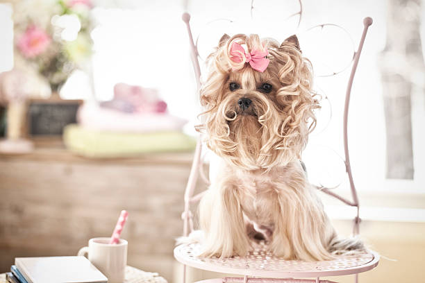 istock Yorkshire Terrier Dog Day at the Salon 481998739