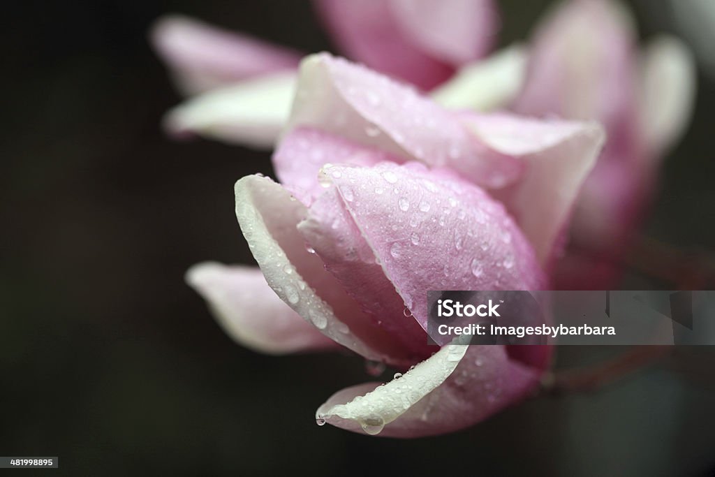 Magnolia Bloom - Zbiór zdjęć royalty-free (Biały)