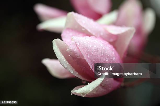 Magnolia Bloom - zdjęcia stockowe i więcej obrazów Biały - Biały, Magnolia, Abstrakcja