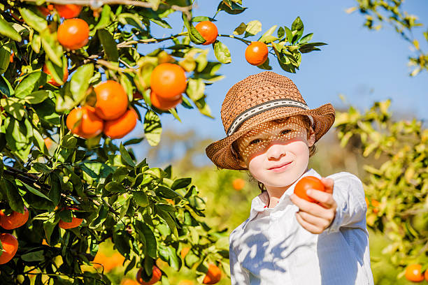 portret atrakcyjny ładny mały chłopiec skubanie mandarynki z owoców cytrusowych - beautiful people citrus fruit fruit zdjęcia i obrazy z banku zdjęć