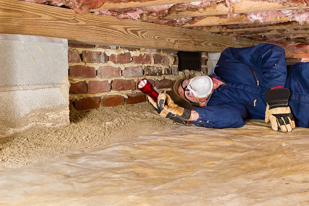 Man inspecting for termites in crawl space Termite inspector in residential crawl space inspects a sill for termites. termite stock pictures, royalty-free photos & images