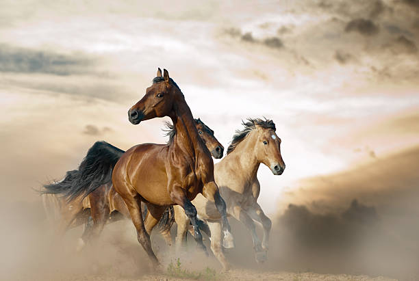 istock wild herd in stormy day 481999914