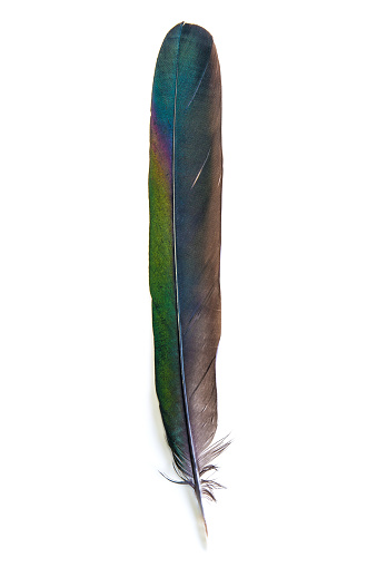 Vertical compostion photography of an isolated raven or magpie bird animal feather, mainly black with colorful reflections (green, to red, to magenta, to blue...). Only one feather object full length isolated on white background in studio shot. Metaphor of writing, literature, or the animal world of birds.