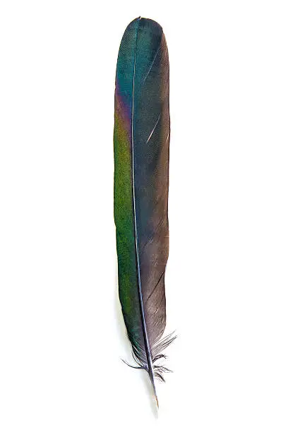 Photo of Black and multi colored bird feather isolated on white