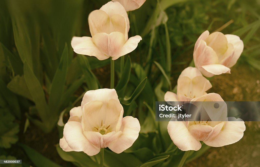 Spring Tulips Creamy yellow spring tulips/. Beige Stock Photo