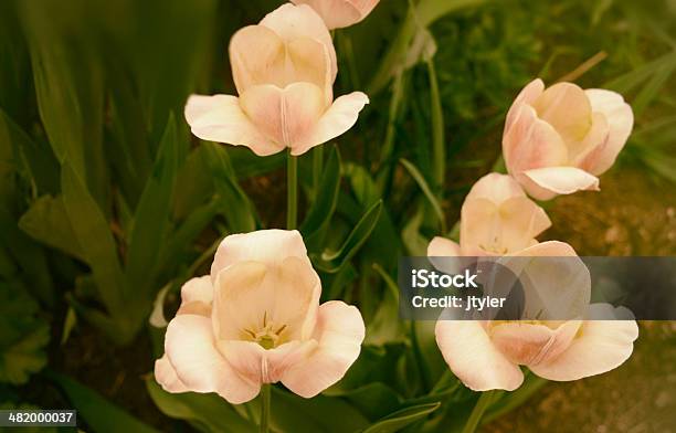 Spring Tulips Stock Photo - Download Image Now - Beige, Color Image, Flower