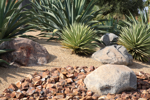 Drought resistant and water conservation with various cactus and succulents . Landscape rocks and fine gravel complete the simplicity of this garden.