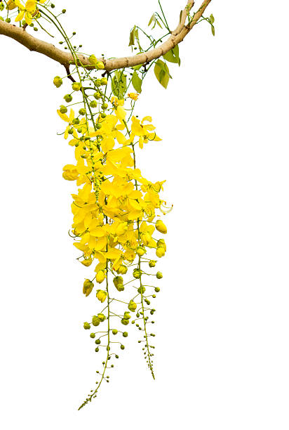 istock Golden Flower or Cassia Fistula isolated on white background 482000883