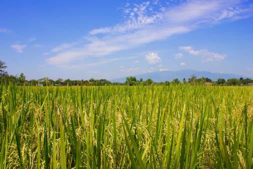 Rice field and blue sky background