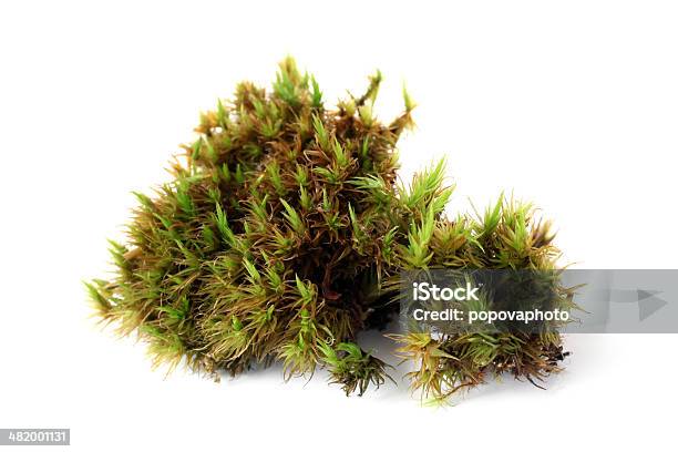 Green Moss Stock Photo - Download Image Now - Cladonia, Green Color, Moss