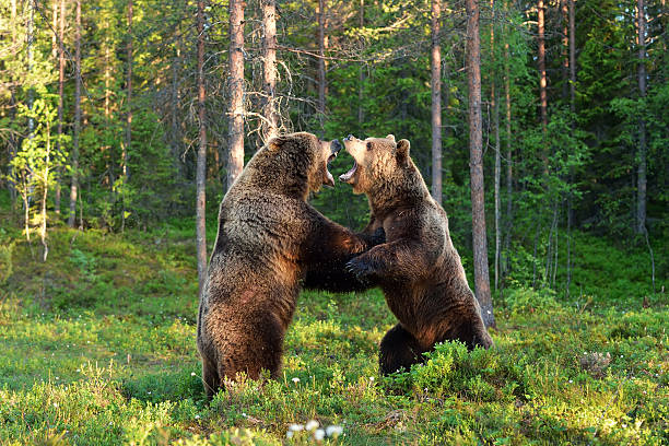 두 베어스 사각의 - male animal mammal animals in the wild fur 뉴스 사진 이미지