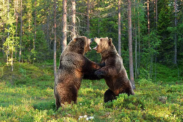 Photo of Two bears fighting