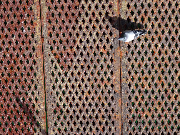 Photo showing a rusty metal grid cover with a diamond pattern, looking down from an aerial vantage point.  A pigeon can be seen walking across the grid, with its shadow being cast by the sunshine.