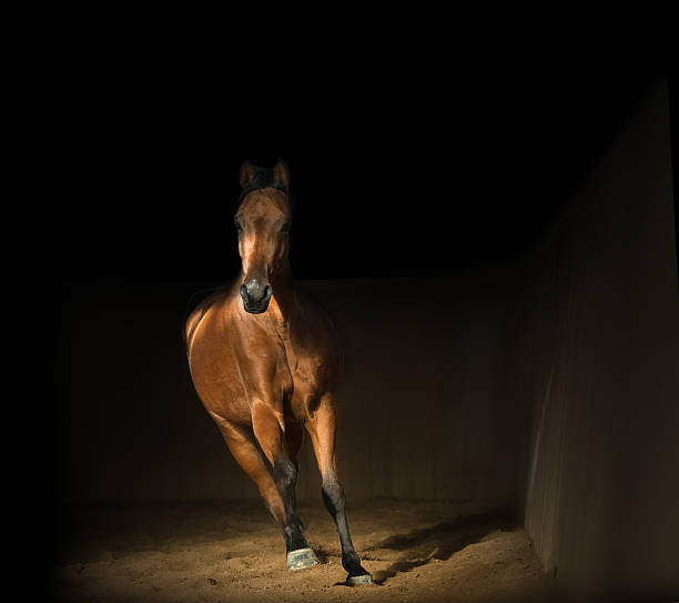 istock Bay arabian horse training in the riding hall 482004454