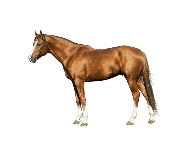 istock Purebred chestnut horse isolated 482004486