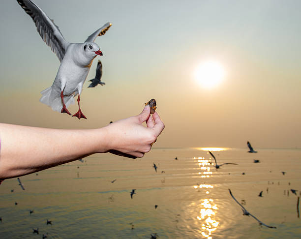 istock Seagull in the sea, Thailand 482004566