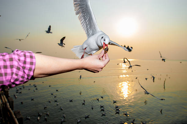istock Seagull in the sea, Thailand 482004578