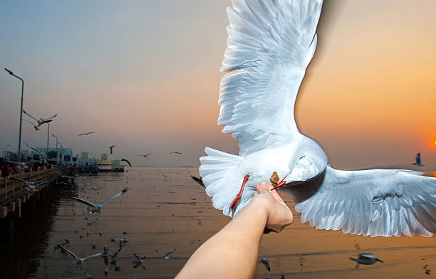 istock Seagull in the sea, Thailand 482004616