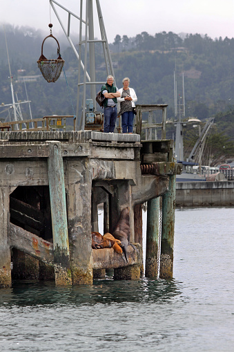 Monterey, California, USA - July 29, 2011: Couple standing on the edge of a Monterey pier, gazing at port activities without noticing the californian sea lions that are lying beneath on the crossmembers on a typical foggy summer day in Monterey.