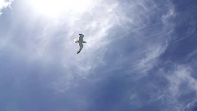 Seagull flying across the sky