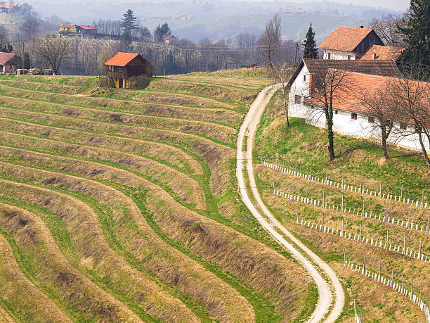 로드 포도원 테라스 of 시골길 슬로베니아 - slovenia vineyard grape jeruzalem 뉴스 사진 이미지