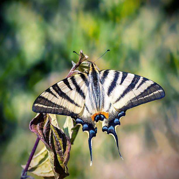 красивая бабочка, насекомое iphiclides podalirius открытые боковые - scarce swallowtail стоковые фото и изображения