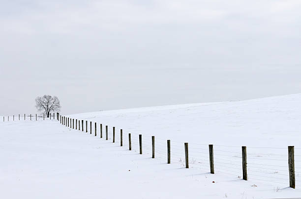 Tree and Fence on Snowy Day