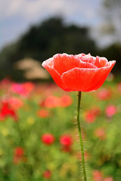 istock Close up red poppy shirley flower. 482009973