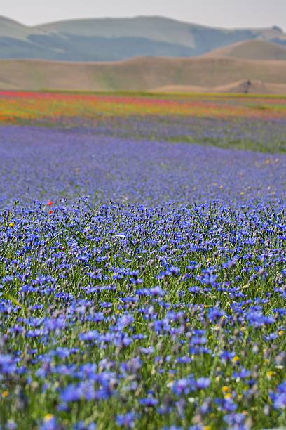 istock Castelluccio, Pian Grande, Umbria - Italy 482011048