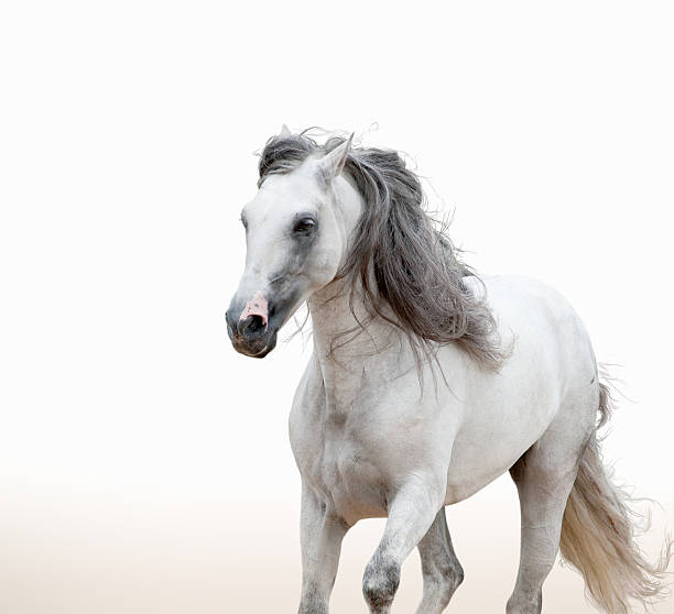istock white andalusian stallion closeup running 482011062