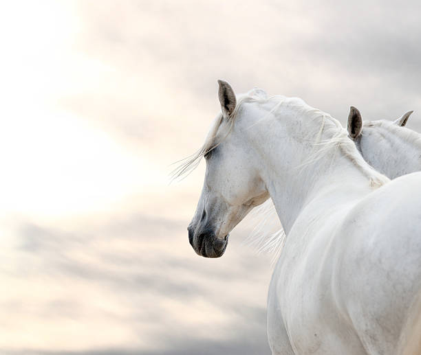 istock two white horses at weather day 482011092