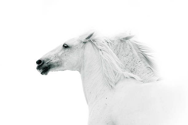 istock white horses in monochrome colors 482011118