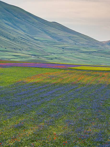 istock Castelluccio, Pian Grande, Umbria - Italy 482011214