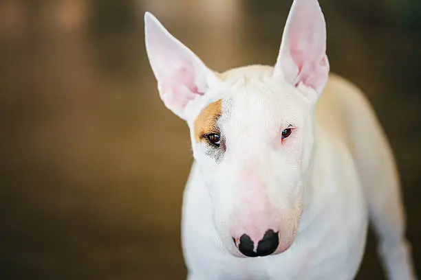 Close Up Pet White Bullterrier Dog Portrait Indoor On Brown Background
