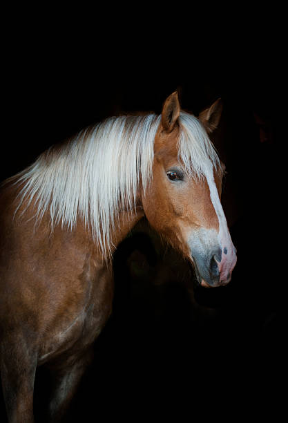 istock palomino horse 482011262