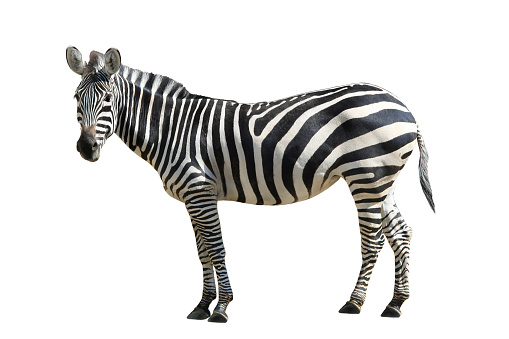 Zebra, isolated on white
