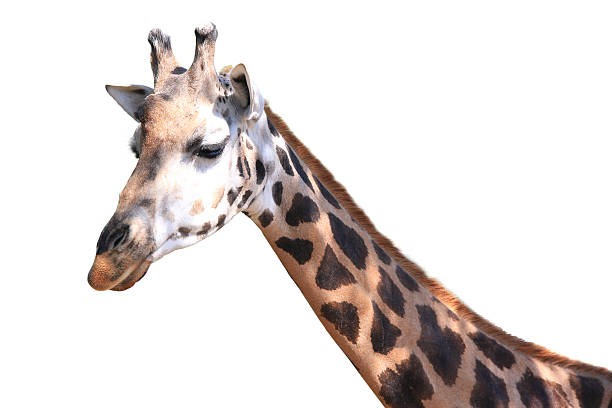 40+ Giraffe With Crooked Neck Stock Photos, Pictures & Royalty-Free