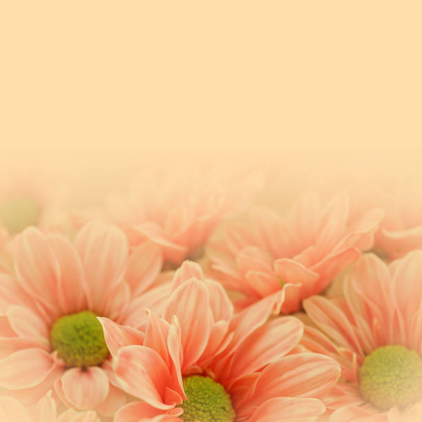 istock sweet color Chrysanthemums in soft and blur style for background 482011556