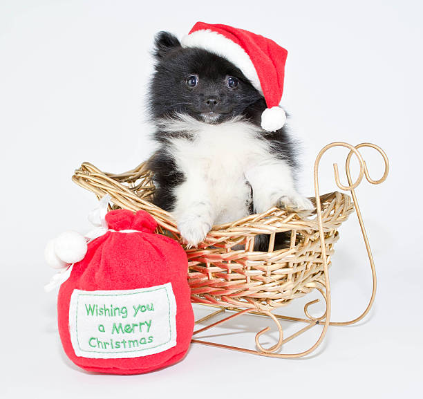 Christmas Pom Puppy
