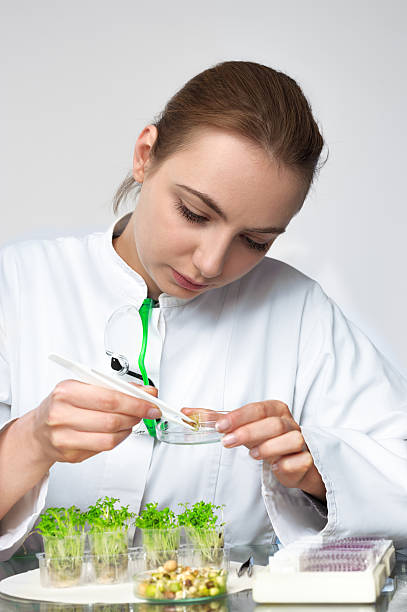istock Young scientist or tech picks up cress-salad sprouts for quality 482013696