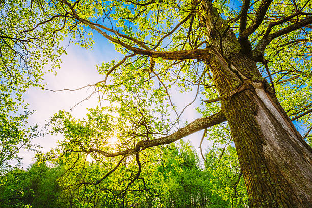 primavera sole attraverso il baldacchino di alberi di quercia alti. - tree crown foto e immagini stock