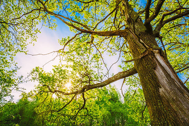 Spring Sun Shining Through Canopy Of Tall Oak Trees. Upper Branches Of Tree. Sunlight Through Green Tree Crown - Low Angle View.