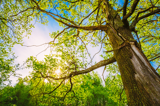 Spring Sun Shining Through Canopy Of Tall Oak Trees.