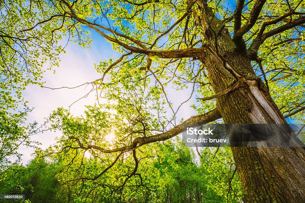 Spring Sun Shining Through Canopy Of Tall Oak Trees. Spring Sun Shining Through Canopy Of Tall Oak Trees. Upper Branches Of Tree. Sunlight Through Green Tree Crown - Low Angle View. Branch - Plant Part Stock Photo