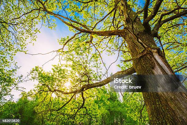 Spring Sun Shining Through Canopy Of Tall Oak Trees Stock Photo - Download Image Now