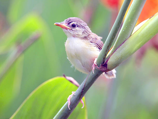 close up view of nice маленькая птица - chirrup стоковые фото и изображения