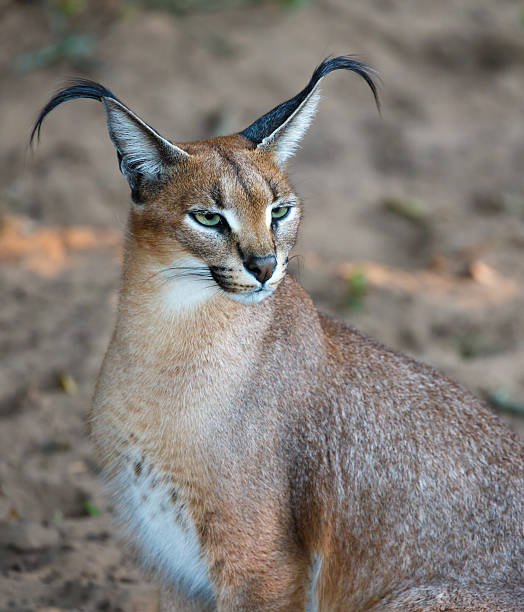 istock Caracal Wild Cat Portrait 482013998