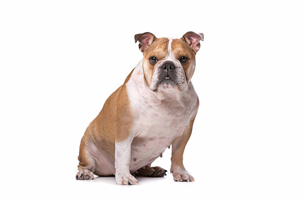 istock brown and white English Bulldog 482014072